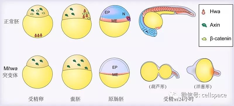 图1 huluwa(hwa)在斑马鱼胚胎中的作用模式