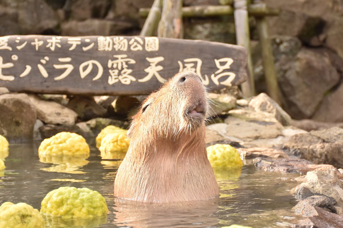 水豚君說:在冬天,泡溫泉才是正經事兒-搜狐大視野-搜狐新聞