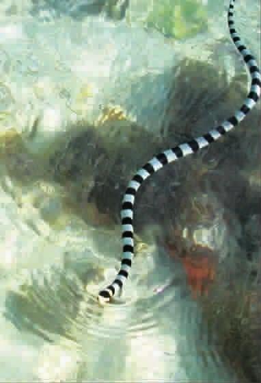 世界十大毒蛇之一的贝尔彻海蛇,一度说是世界第一的毒蛇!