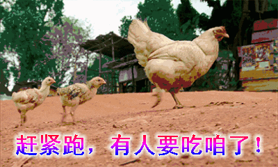 母鸡飞奔表情包图片