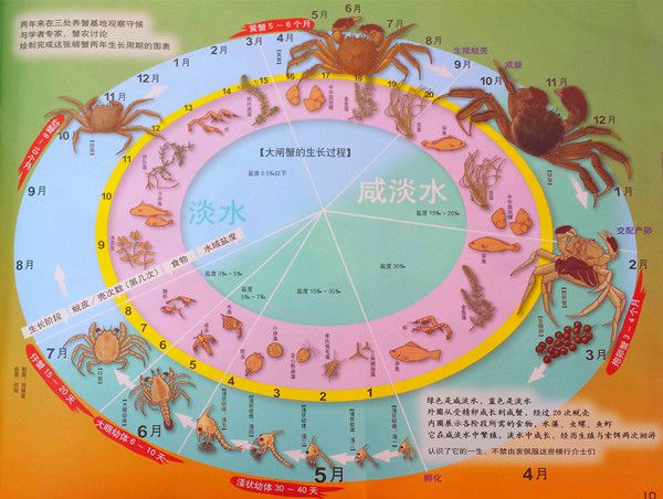 【精華】瞭解大閘蟹一生的成長過程