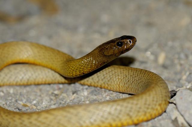 世界十大毒蛇之一的细鳞太攀蛇毒性能杀死20多万只老鼠
