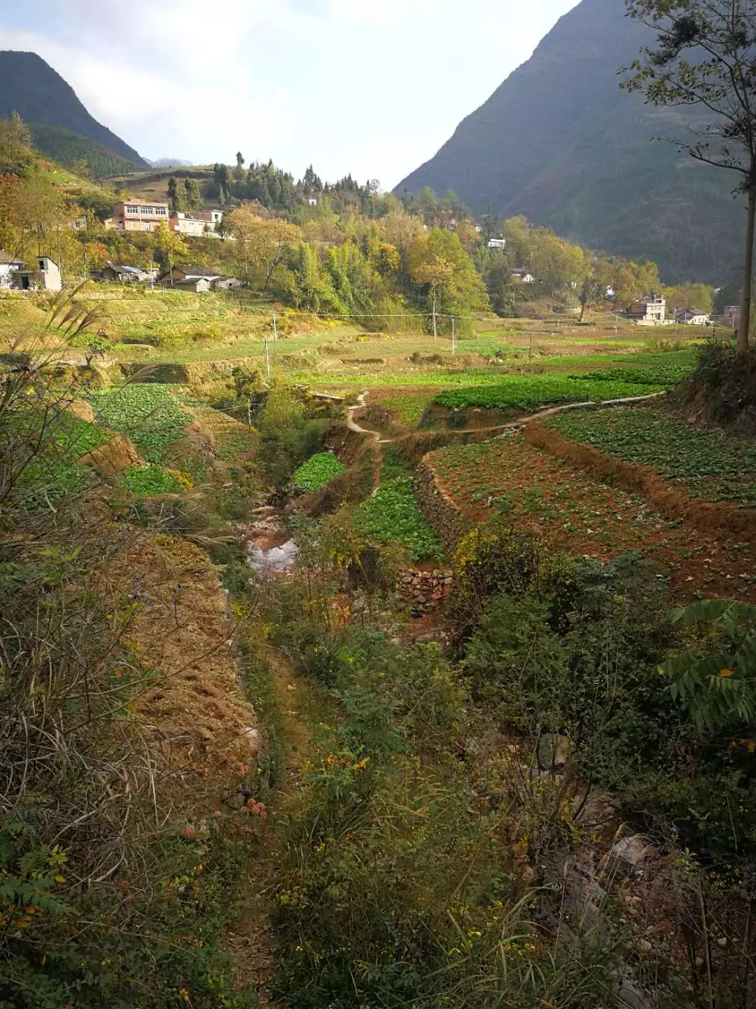 的溪流,清亮的溪水邊,長著一簇簇豆瓣菜,田間大片的各類蔬菜和莊稼