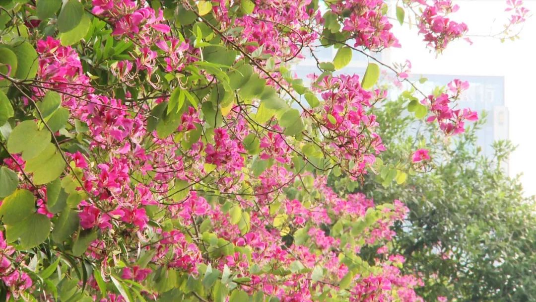 茵茵綠地,道旁江畔,到處都是紫荊花盛開的美麗景象,點綴在市區的秀美