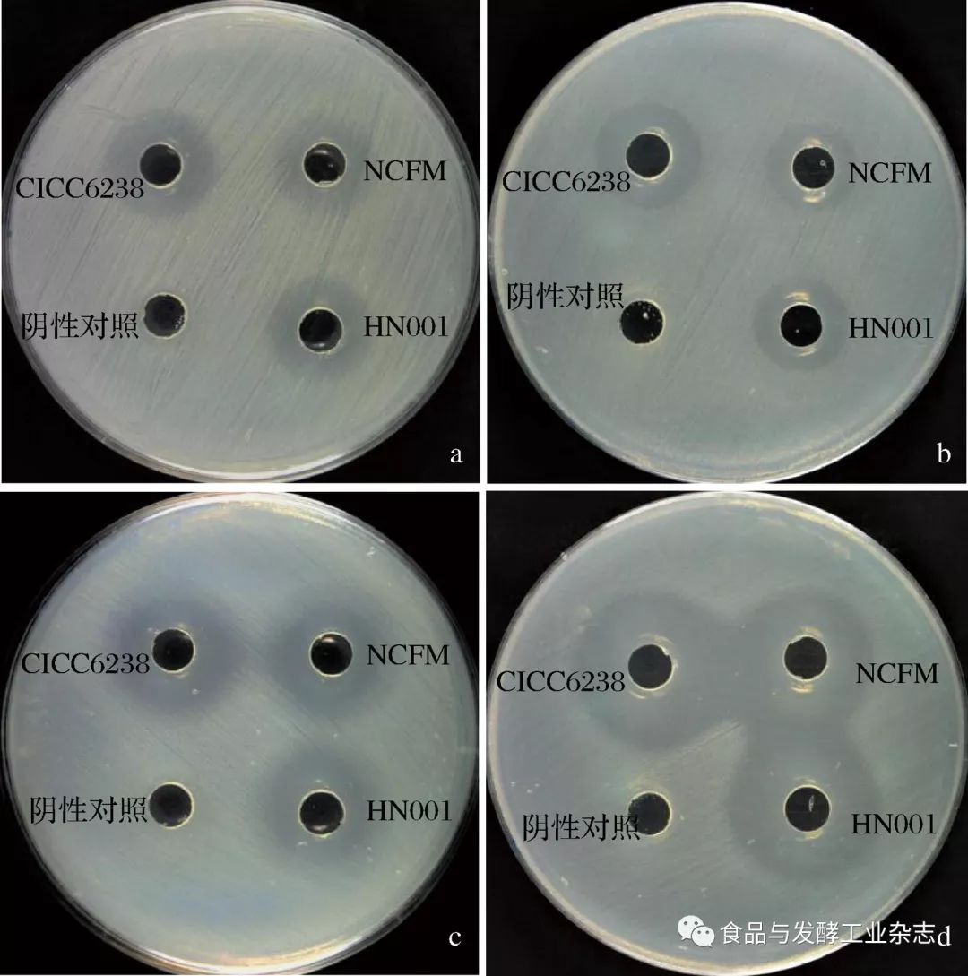 c-腸炎沙門氏菌;d-福氏志賀氏菌圖7 乳酸菌抑菌實驗結果fig