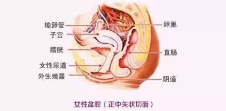 宮炎平膠囊——治療急,慢性盆腔炎的理想用藥_女性