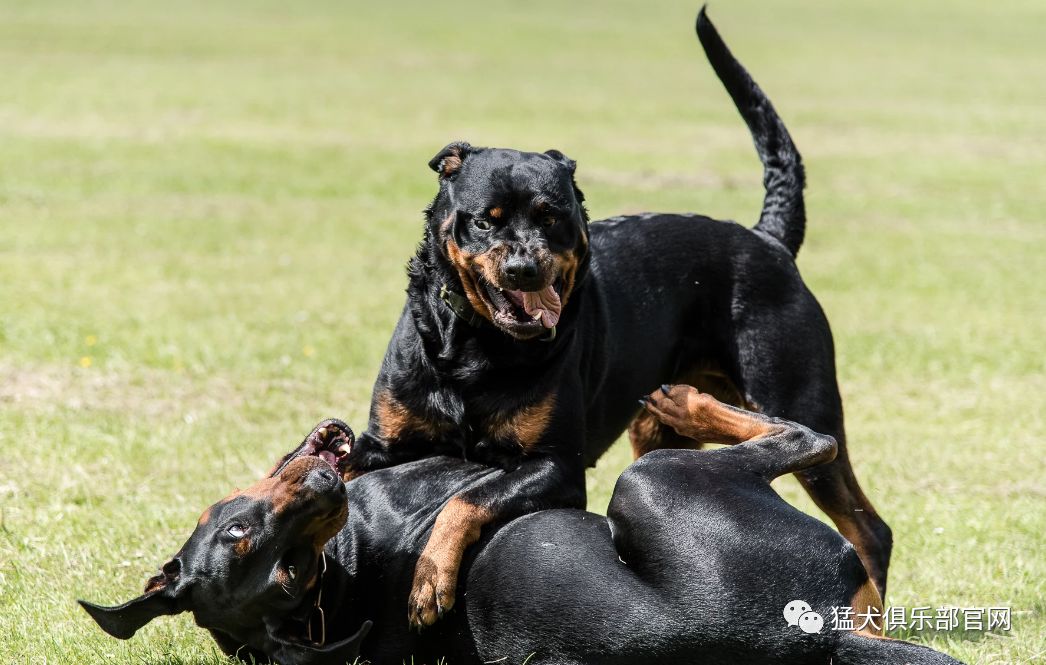 杜宾德系与美系,两个不同的世界_杜宾犬