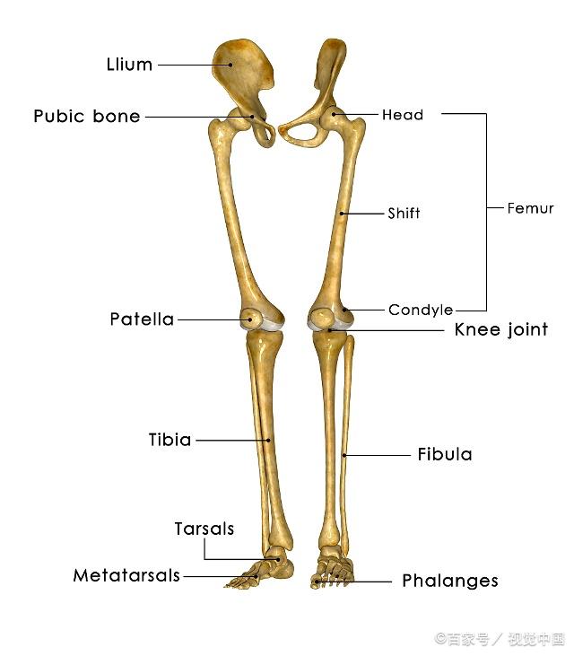 人体全身骨骼模型,人体骨骼全身模型