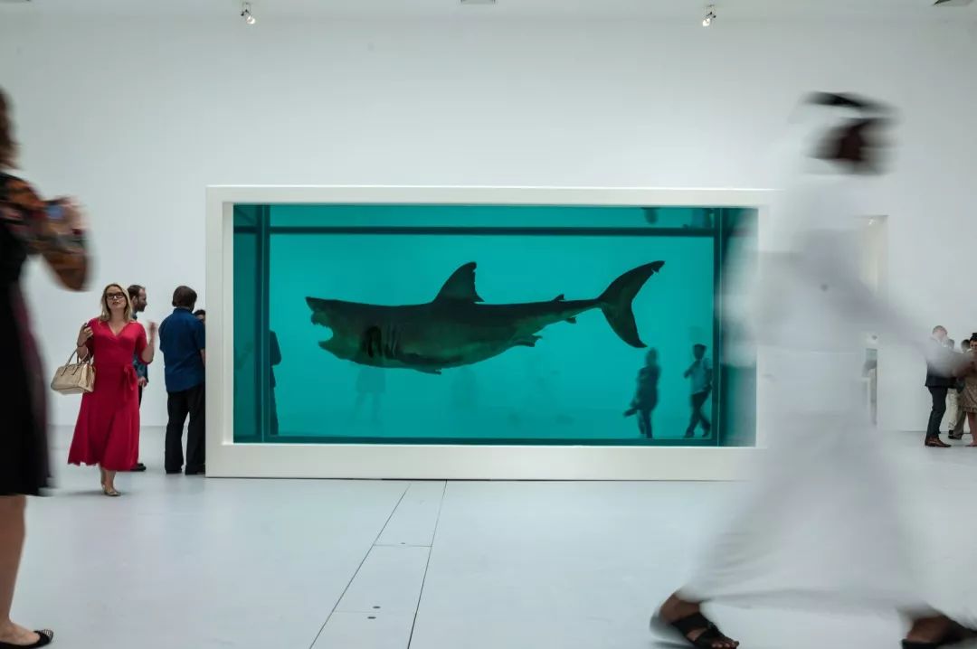 鲨鱼标本艺术家图片