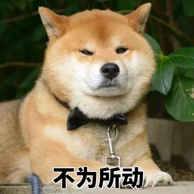 柴犬一集表情包