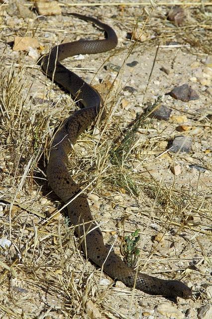 世界十大毒蛇之一的棕伊澳蛇是澳洲分布最广的毒蛇