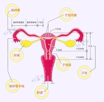 输尿管与输卵管位置图图片