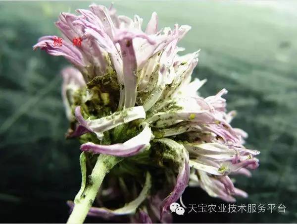 最难治的刺吸式口器害虫高清图谱