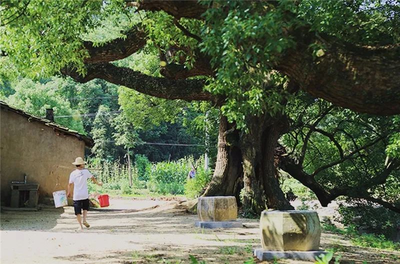 百年老樟树见证了潜山高楼大屋的温暖与繁华