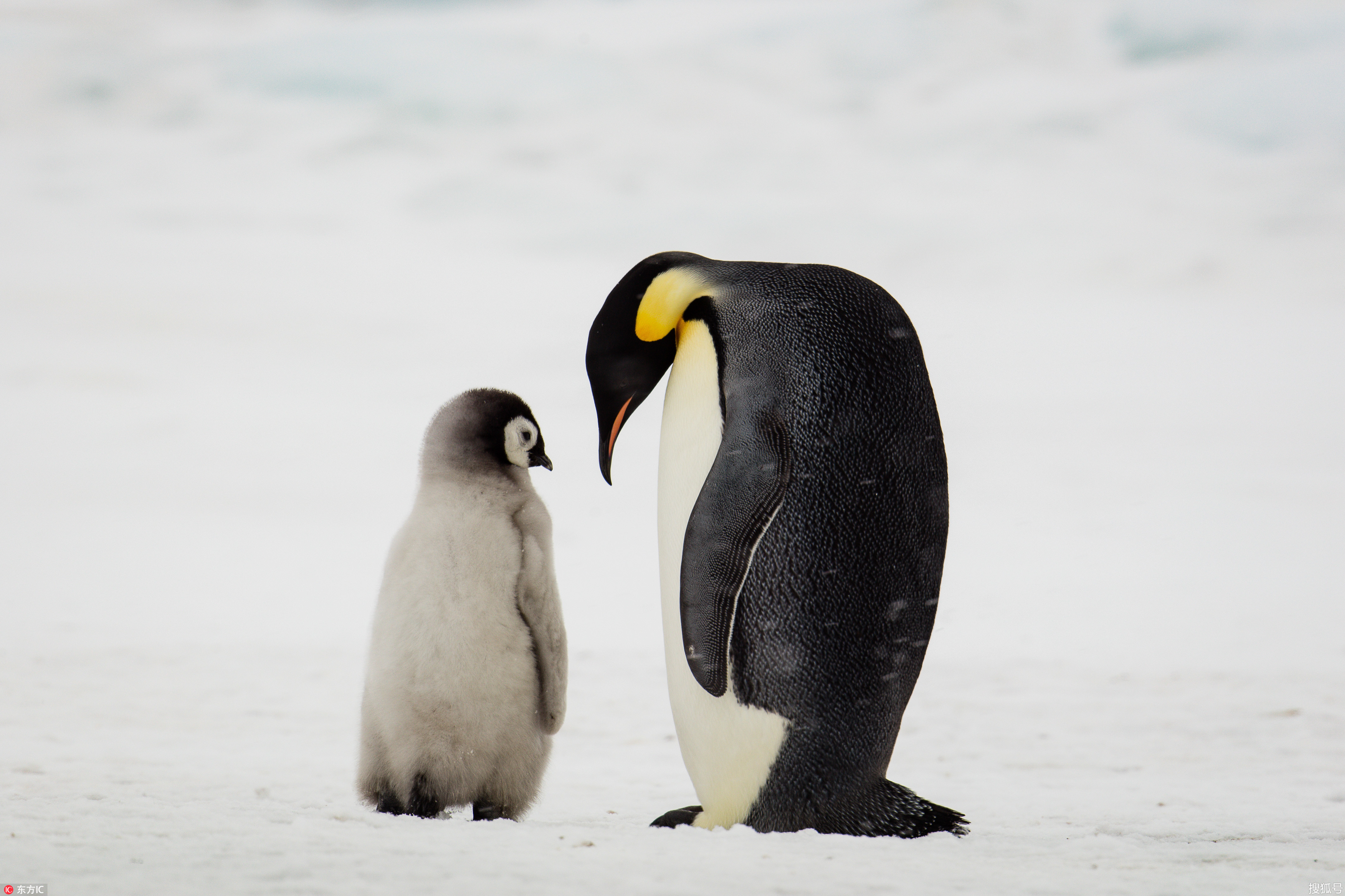成年帝企鹅和它的宝宝们，雪山岛，南极洲-一二三，跳 成年帝企鹅和它的宝宝们，雪山岛，南极洲 (© Mike Hill/Getty Images ...
