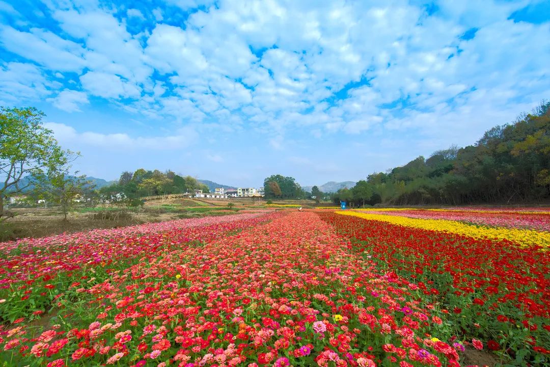 九亩花田图片