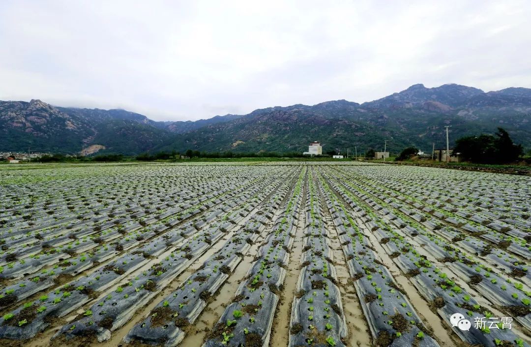 撸起袖子育春华乡村振兴景中画云霄县东厦镇荷东村推进乡村振兴战略