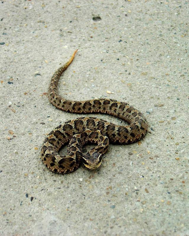 甘肃农村常见的蛇图片