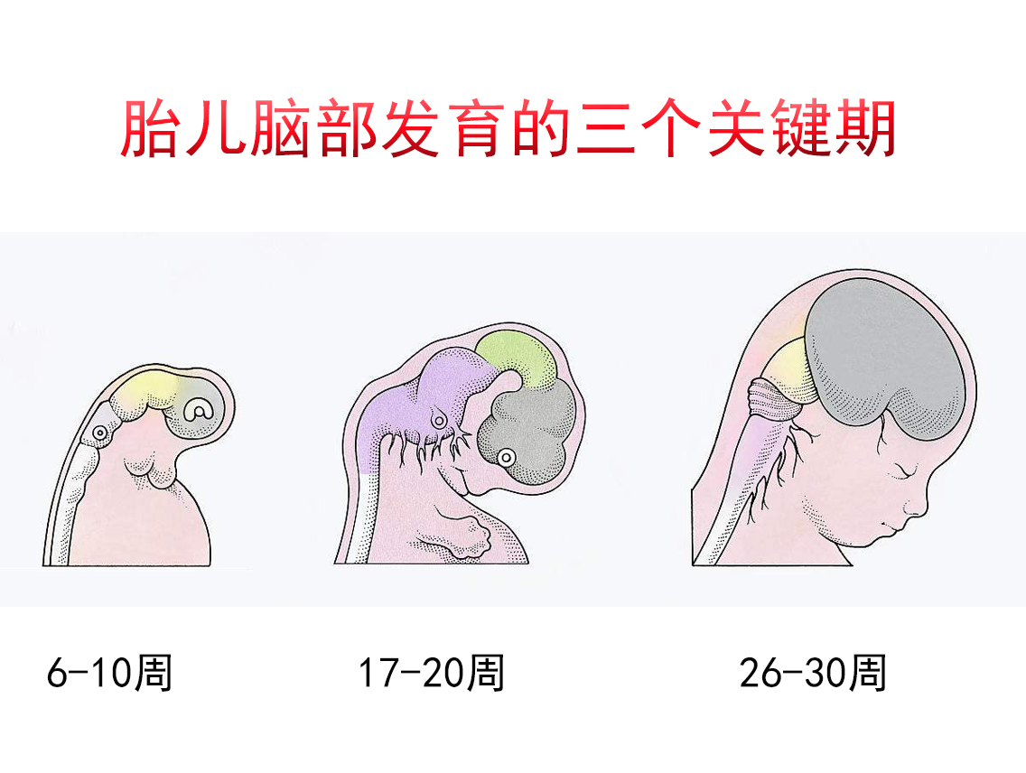 要想宝宝智商高,孕妈要抓住胎儿脑部发育3个关键期!