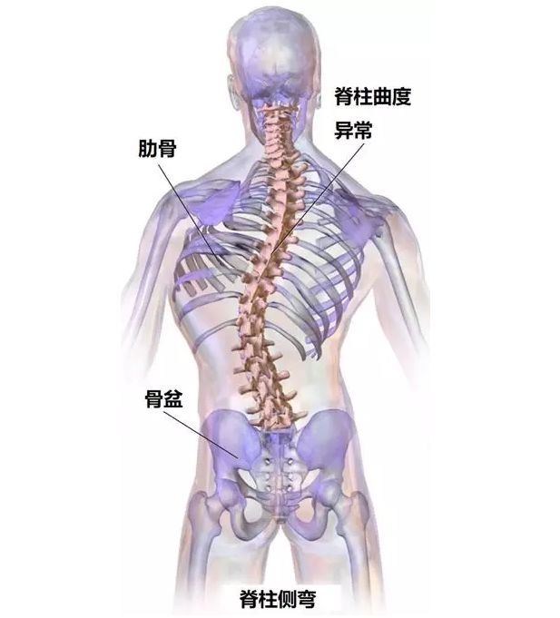 第三腰椎棘突位置图图片