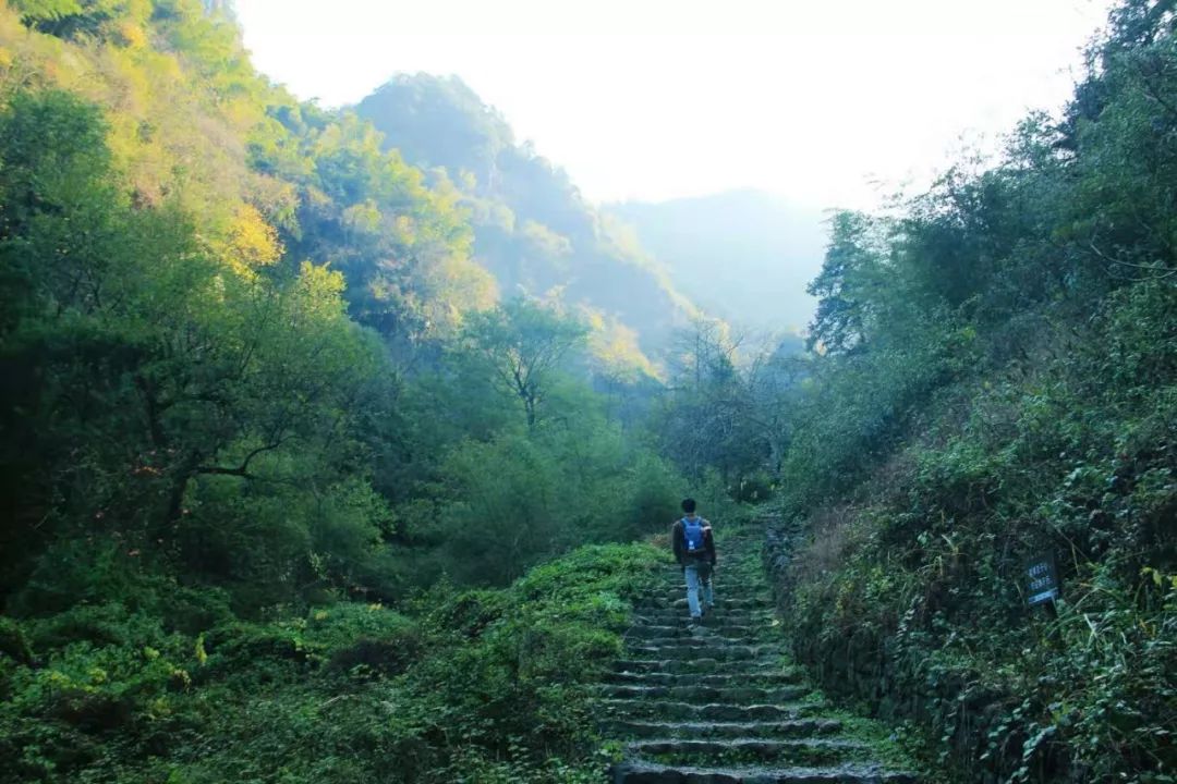 江湖踩线|雪窦岭古道清幽,红杉林树影粲然(11.27)