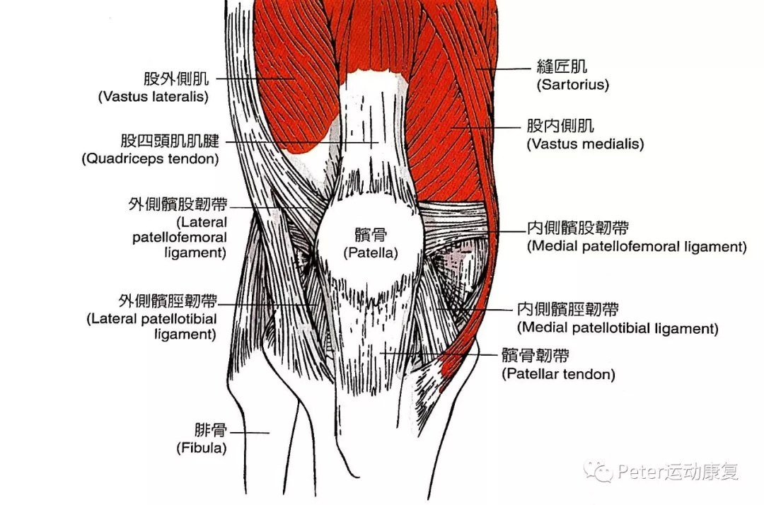 髌上囊解剖位置图片