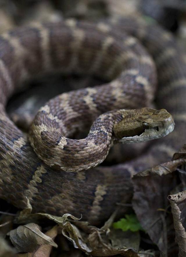 中国50种毒蛇图片图片