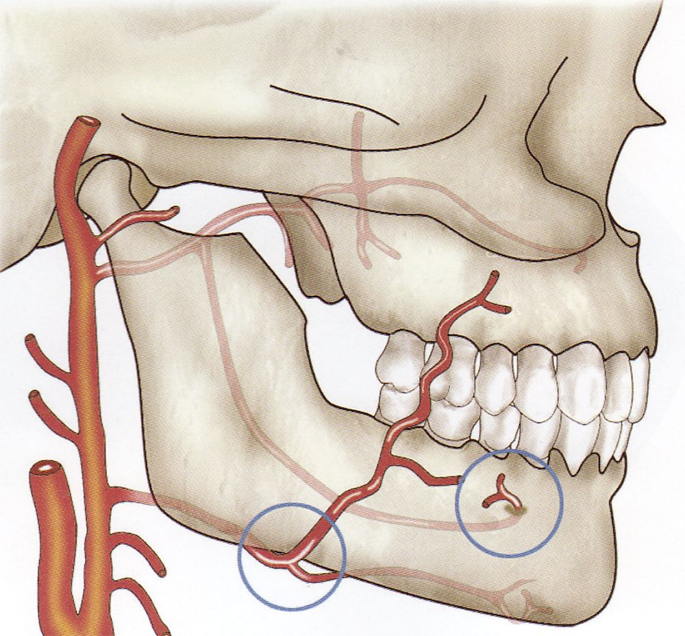 颌外动脉位置图片