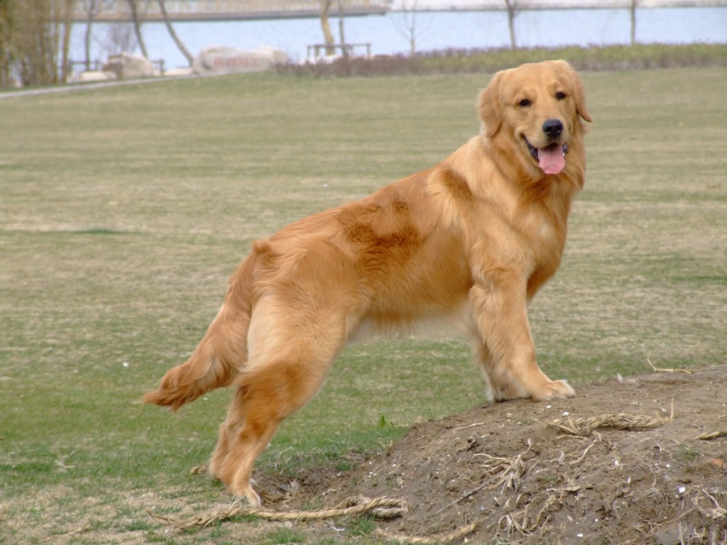 金毛犬吃什么狗粮好?