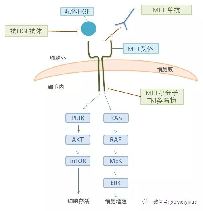 通路包括pi3k-akt-mtor途径以及ras-raf-mek-erk途径(即mapk/erk通路)