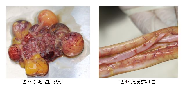 干酪性鼻炎分泌物图片图片