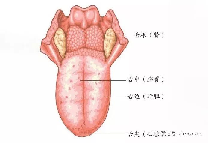 舌头根部结构图图片