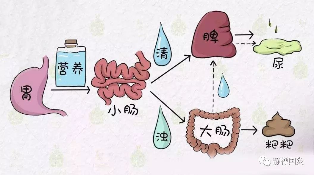 指小腸在對食糜進一步消化的基礎上,吸收其中的精微部分(營養物質)向