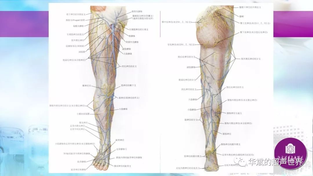 病例与文献学习:下肢浅静脉曲张