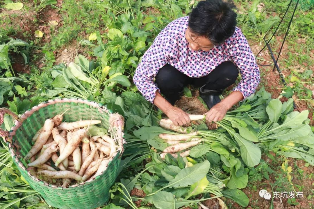 将其从地里拔出,割去绿叶,注意不要破坏耙齿菜的表皮.