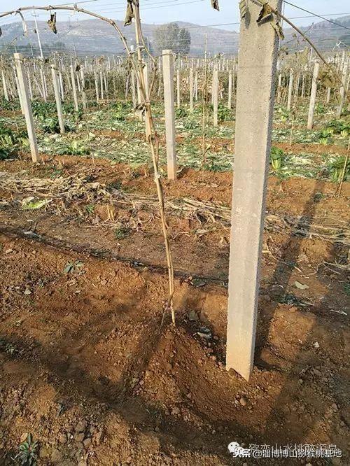 種植博山獼猴桃樹苗合理修剪是關鍵貪戀枝條不捨修剪是大忌