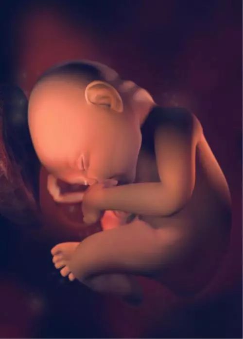 十张图带你看看,孕期最后十周,胎儿在孕妈肚子里的发育过程