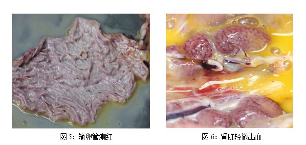 干酪性鼻炎分泌物图片图片