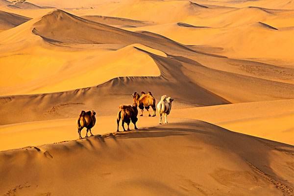 沙漠骆驼抄袭被实锤李荣浩却被当作教材还是脚踏实地点好