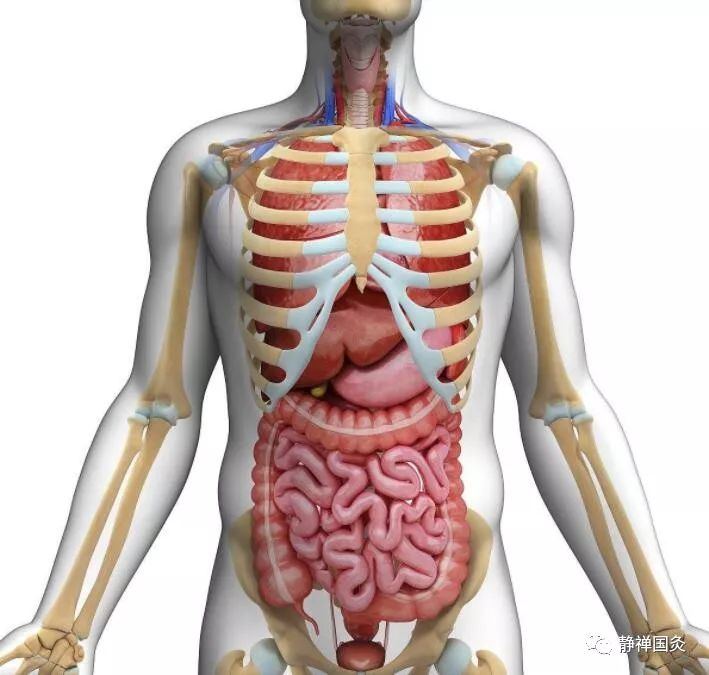 小肠的位置图,小肠示意图,大肠的位置