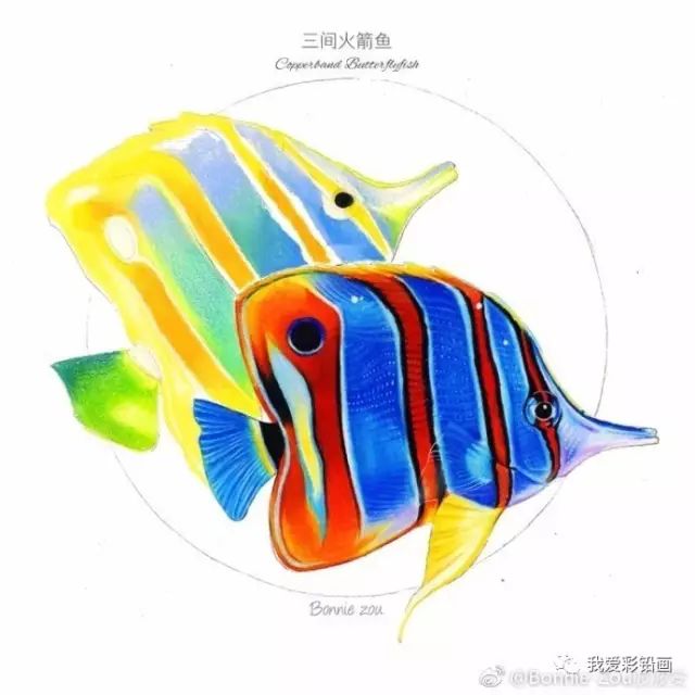 精靈一樣的三間火箭魚~彩鉛手繪過程圖