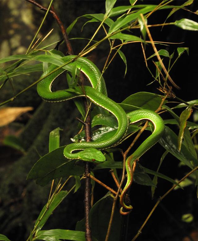 中国十大毒蛇之一的白唇竹叶青颜色很艳丽有较强毒性要小心