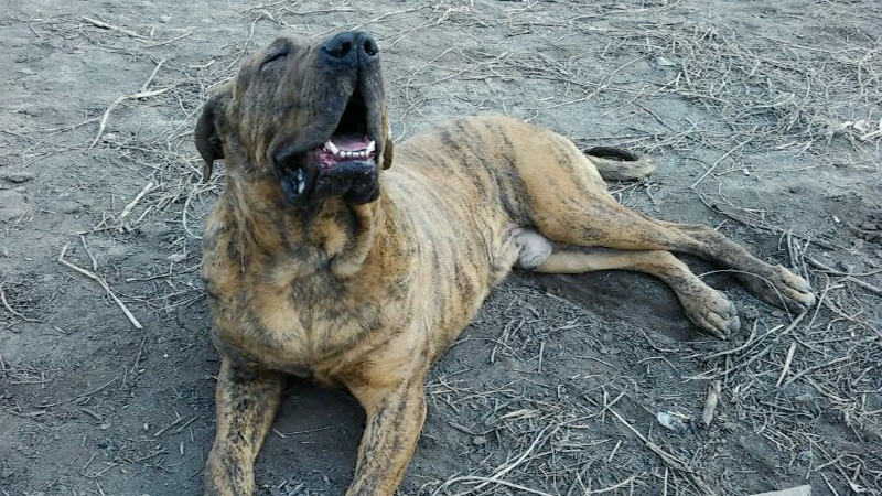 土佐犬,日本的這種猛犬有