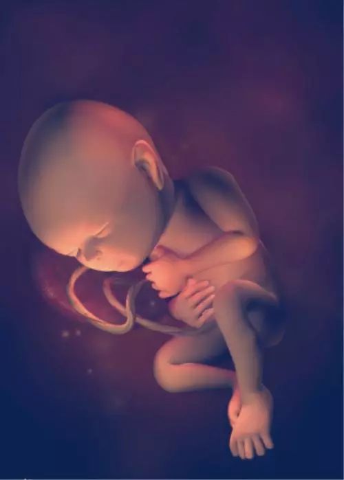十张图带你看看,孕期最后十周,胎儿在孕妈肚子里的发育过程