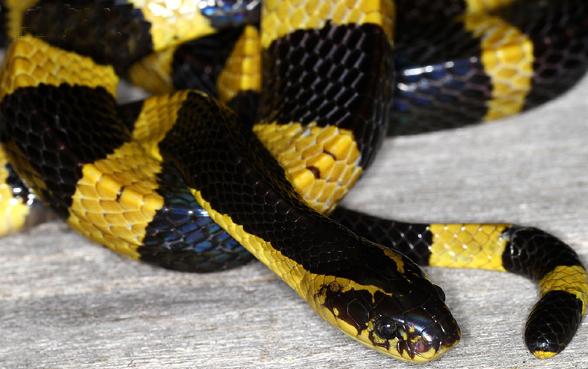 中国十大毒蛇之一的金环蛇金色的条纹是不是看上去很贵气