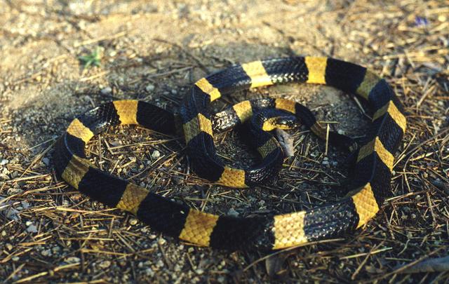 中国十大毒蛇之一的金环蛇金色的条纹是不是看上去很贵气