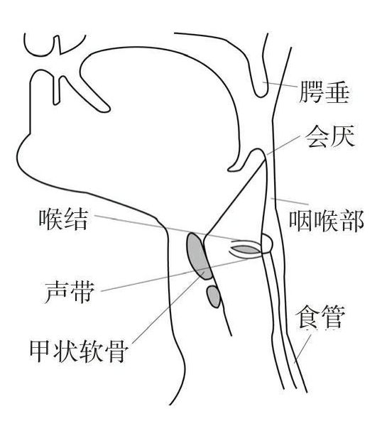 咽喉简笔画图片
