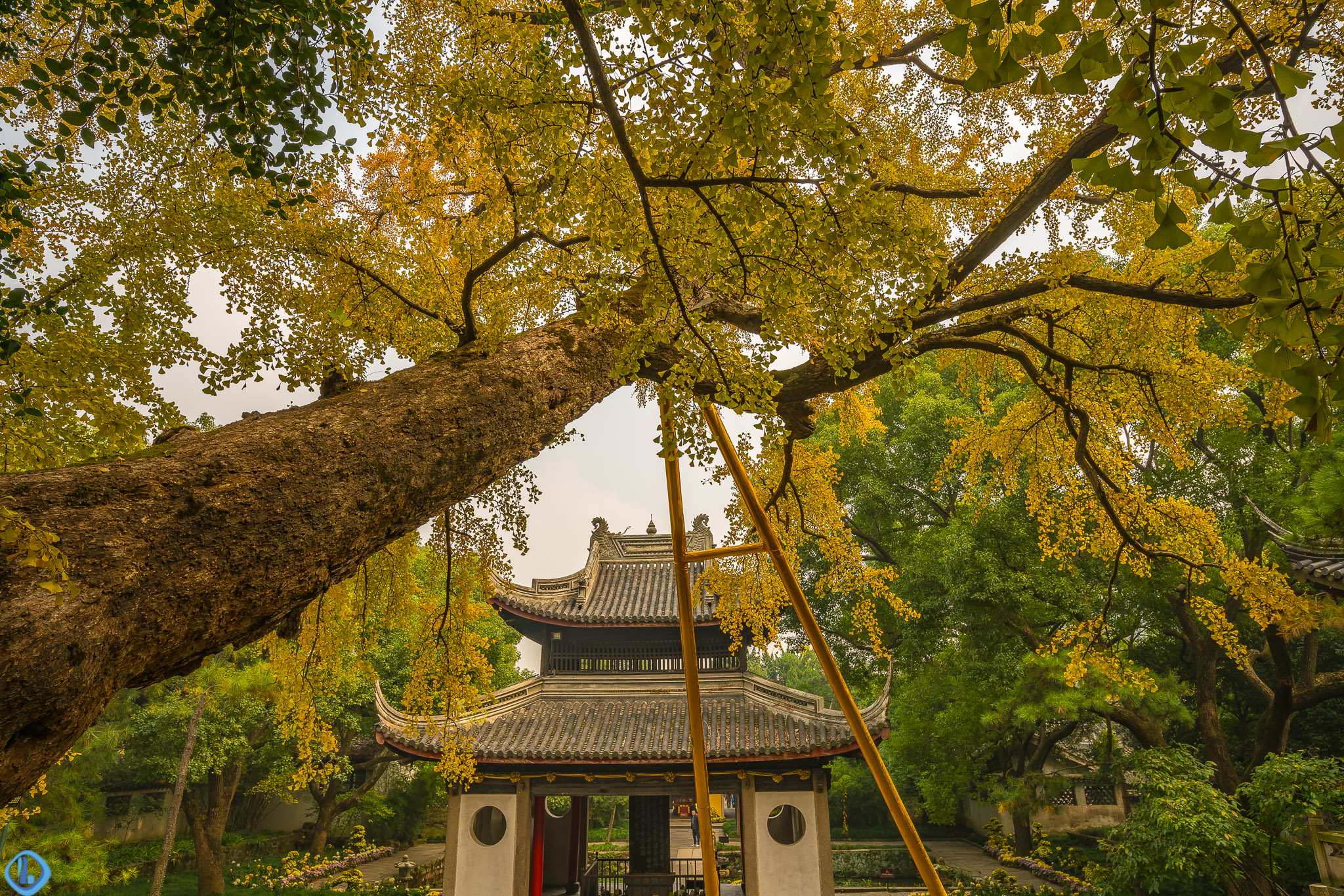 錯過等一年!無錫惠山寺那棵600多歲的古銀杏黃了