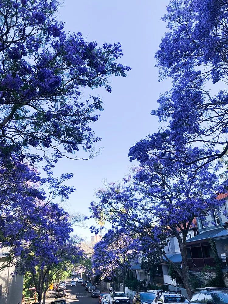 蓝花楹几月开花(昆明蓝花楹几月开花)