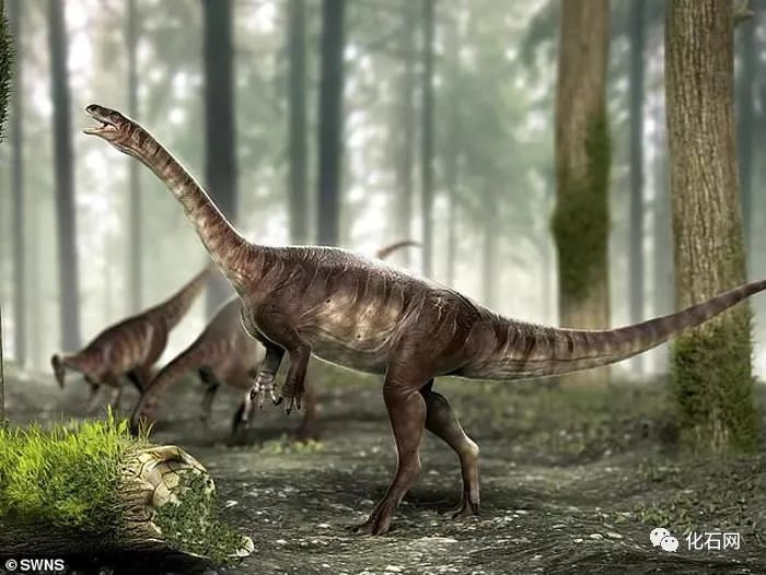 身体最长的恐龙图片